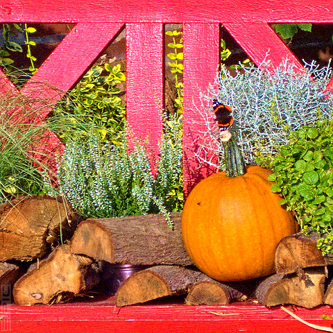 Herbststimmung mit Admiral - SH Herbststimmung mit Admiral - SH; In warmem Licht - eine rote Bank mit Kürbis, auf dem ein Admiral-Falter sitzt.