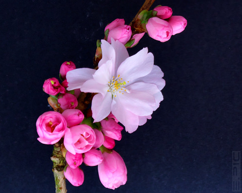 Japanische Kirsche