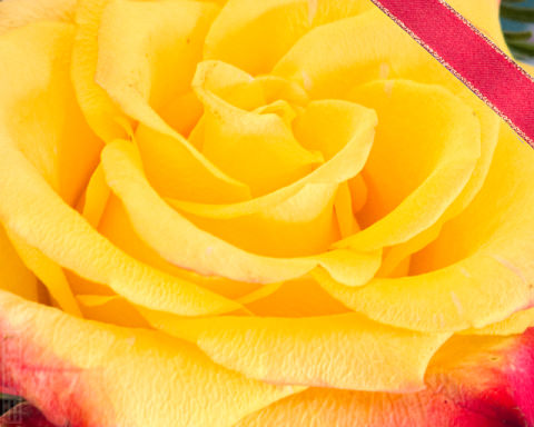 Rose (Macro)
