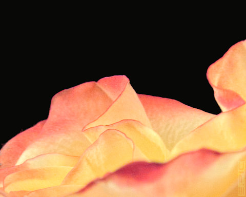 Rose abstrakt (Close-Up)- Eine extreme Nahaufnahme lässt nur Flächen und Konturen erscheinen